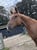Horse ad
