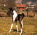 Horse ad