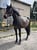 Annuncio cavallo