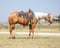 Annonce cheval