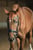 Annuncio cavallo