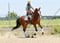 Horse ad