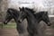 Annonce cheval