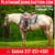 Horse ad