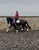 Annuncio cavallo
