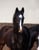 Annuncio cavallo