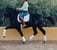 Annuncio cavallo