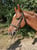 Horse ad