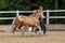 Horse ad