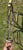 Pferdeinserat