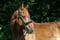Horse ad