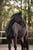Horse ad