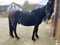 Horse ad