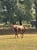 Horse ad