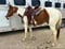 Annuncio cavallo