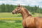Annuncio cavallo