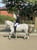 Anuncio de caballos