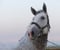 Horse ad
