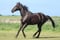 Annuncio cavallo