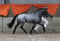 Horse ad