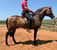 Annuncio cavallo