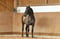Annuncio cavallo