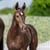 Horse ad