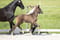 Annuncio cavallo