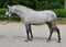 Pferdeinserat
