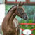 Annuncio cavallo