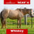 Horse ad