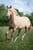 Horse ad