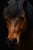 Horse ad
