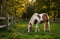Horse ad