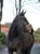 Annuncio cavallo