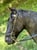 Annonce cheval