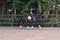 Horse ad