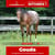 Annuncio cavallo