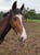 Annuncio cavallo