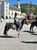 Annonce cheval