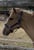 Annuncio cavallo
