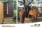 Horse ad
