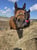 Horse ad