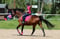 Anuncio de caballos