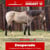 Horse ad