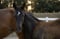 Annonce cheval