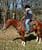Horse ad