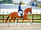 Annuncio cavallo