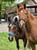 Horse ad