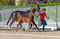 Horse ad